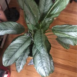 Plant For Sale Aglaonema Audrey