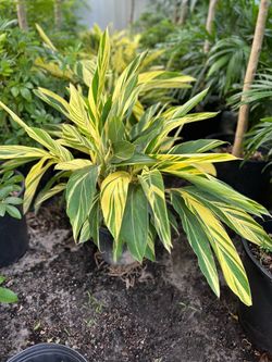 Variegated shell ginger plant in 3 gls pot. SPECIAL PRICE 🤩