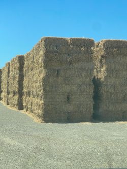 Budget rye grass