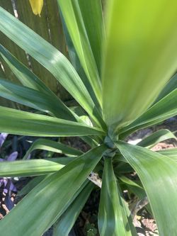 Spineless Yucca Plant 
