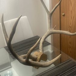 Real Deer Hornes