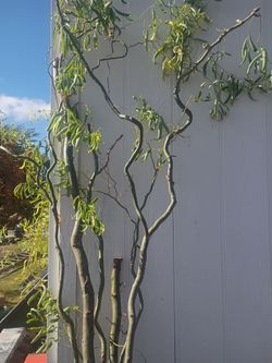Weeping corkscrew willows, gooseneck loosestrife
