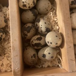 Quial Eggs