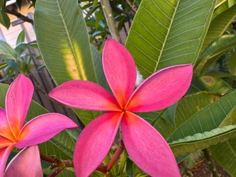 Huge Plumeria