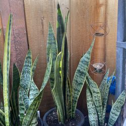 Dracaena trifasciata - Evergreen Snake Plant