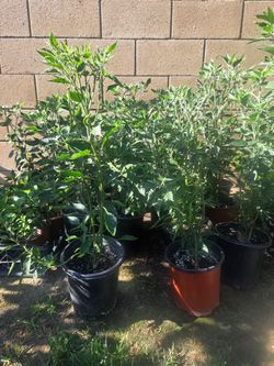 Black cobra pepper plant