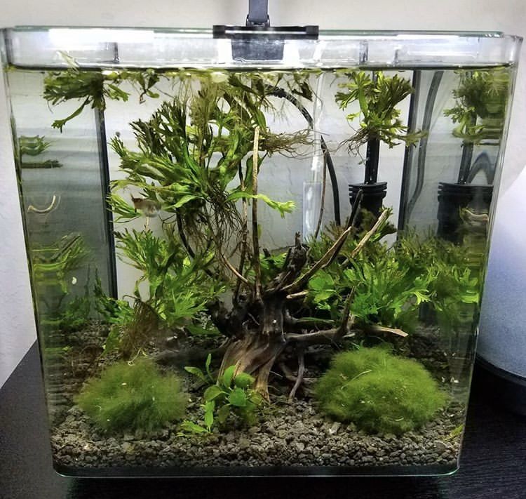 3 gallon Aquarium