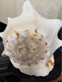 Vintage 12” Queen Helmet Conch Sea Shell 12”