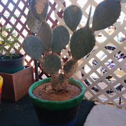 Cactus Plant