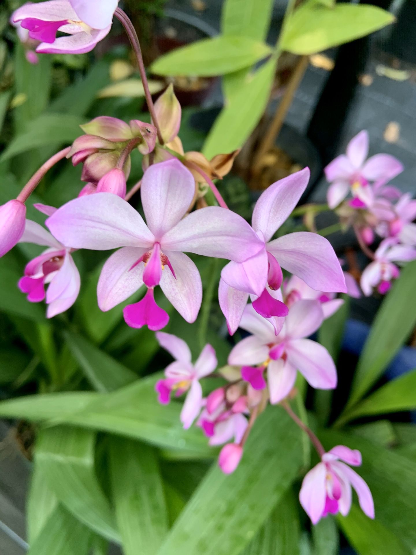 Ground orchids