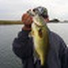 Bass