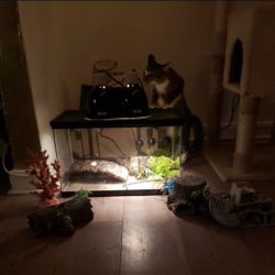 Reptile / Fish Tank 10 Gallons 