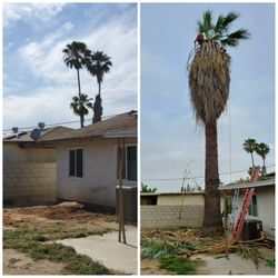 Stump removal messge