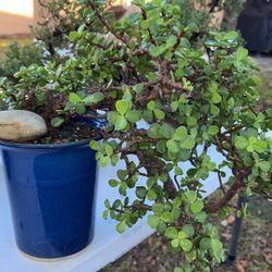 Incredibly Rare Descending Jade Bonsai Tree