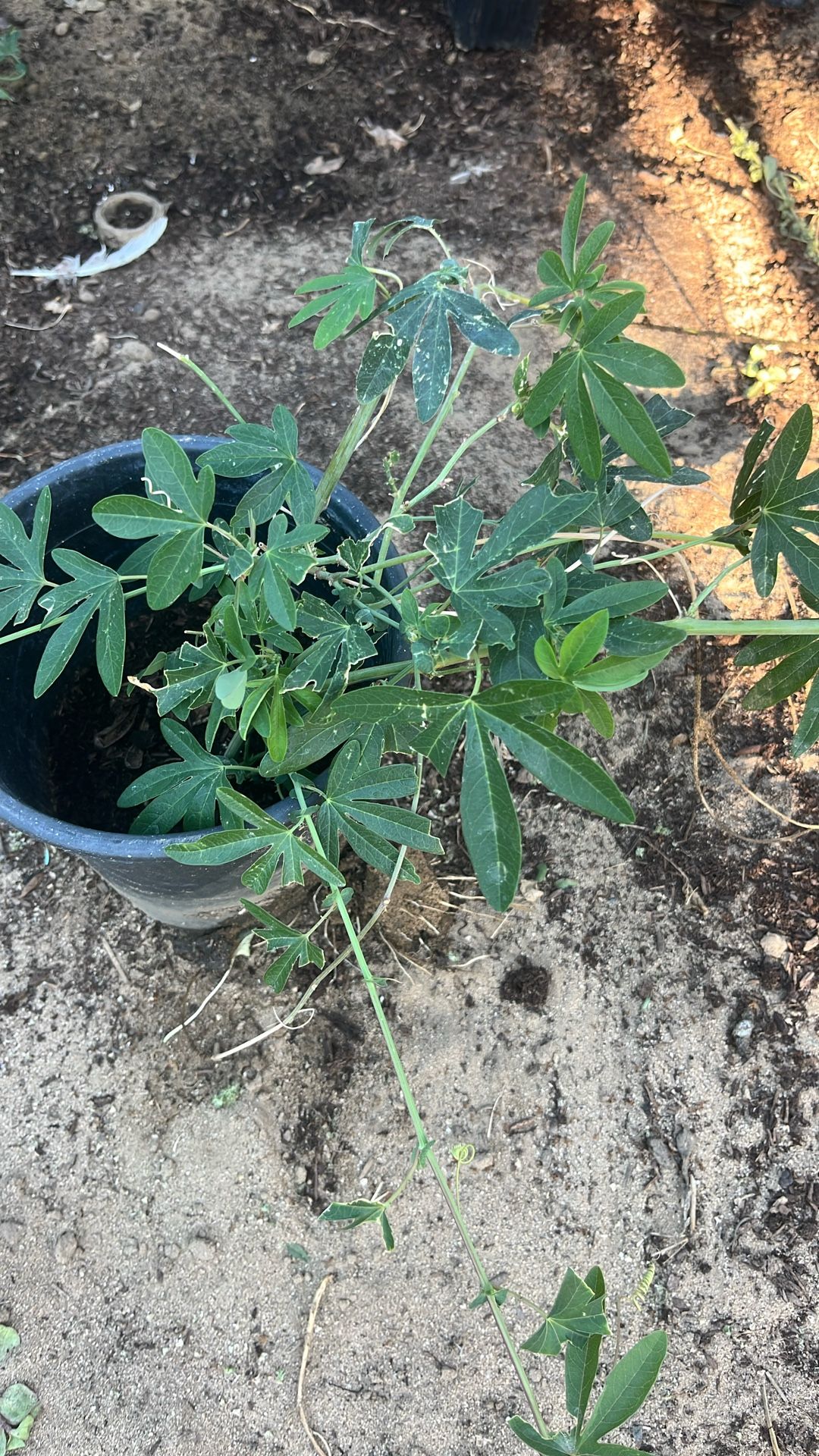Passiflora Maracuya