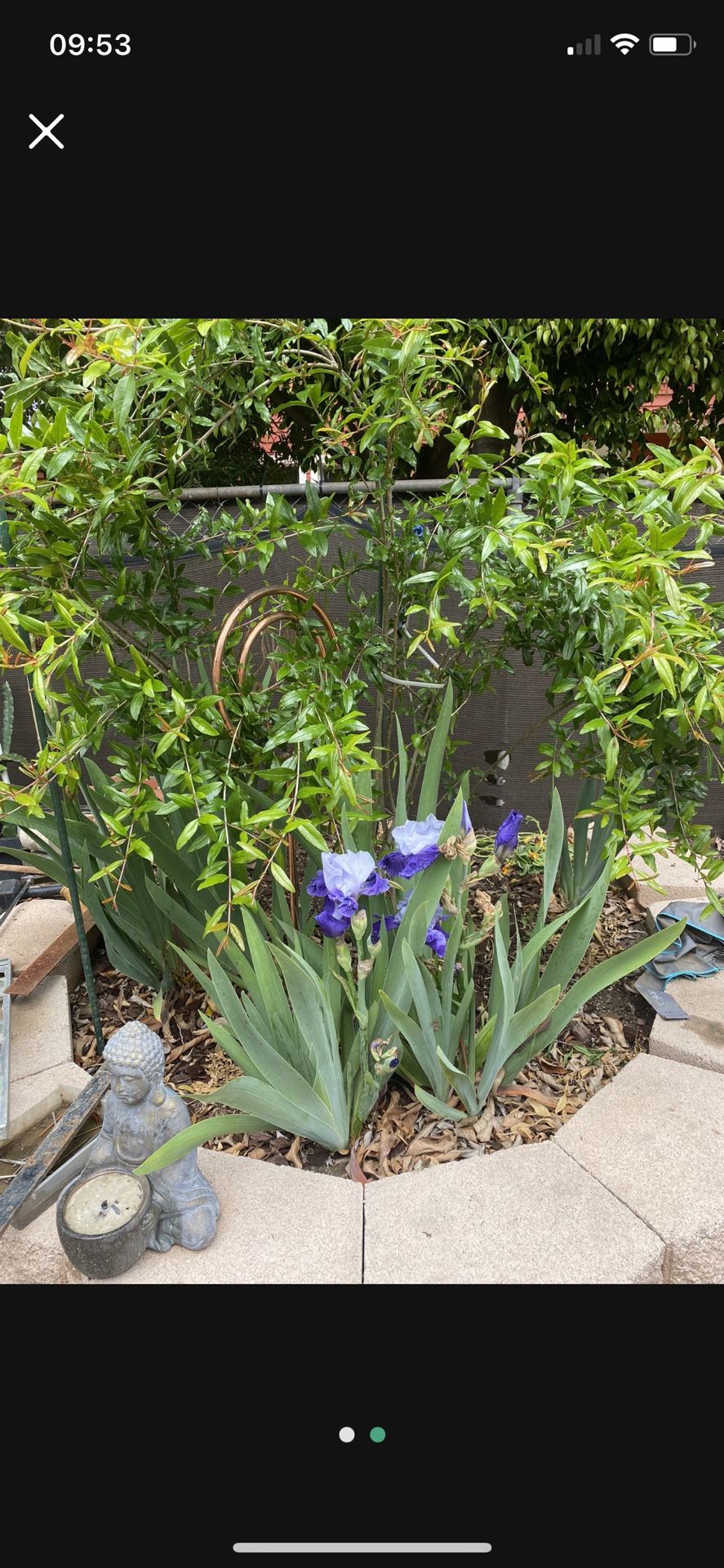 German double Color Iris 