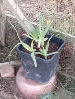 🌿 Explosive Growth Aloe Vera – 🌿  🌿Crecimiento Explosivo del Aloe Vera🌿