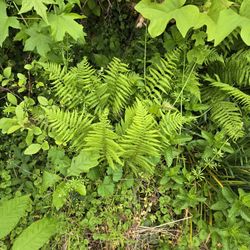 Woodland Ferns $5 Each 