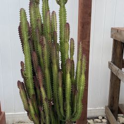 Cathedral Cactus (Euphorbia Trigona). Approximately 4 1/2 Feet Tall