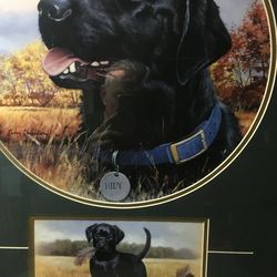 Black lab picture