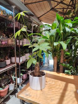 Money Tree
