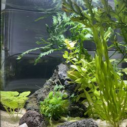 3 Gallon Cylinder Glass Vase Aquarium Fish Tank