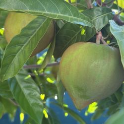 Canistel Or Egg Fruit 