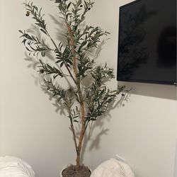 olive tree and world market planter