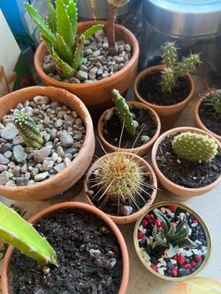 Potted plants, succulents, cactus