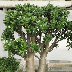 Jade Tree Plant Cuttings Shrubs Succulent 