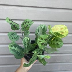 6” maranta beauty kim 