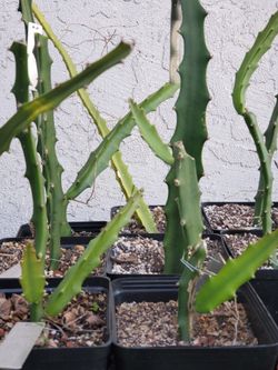 Yellow Dragonfruit Plant: Yellow Fruit