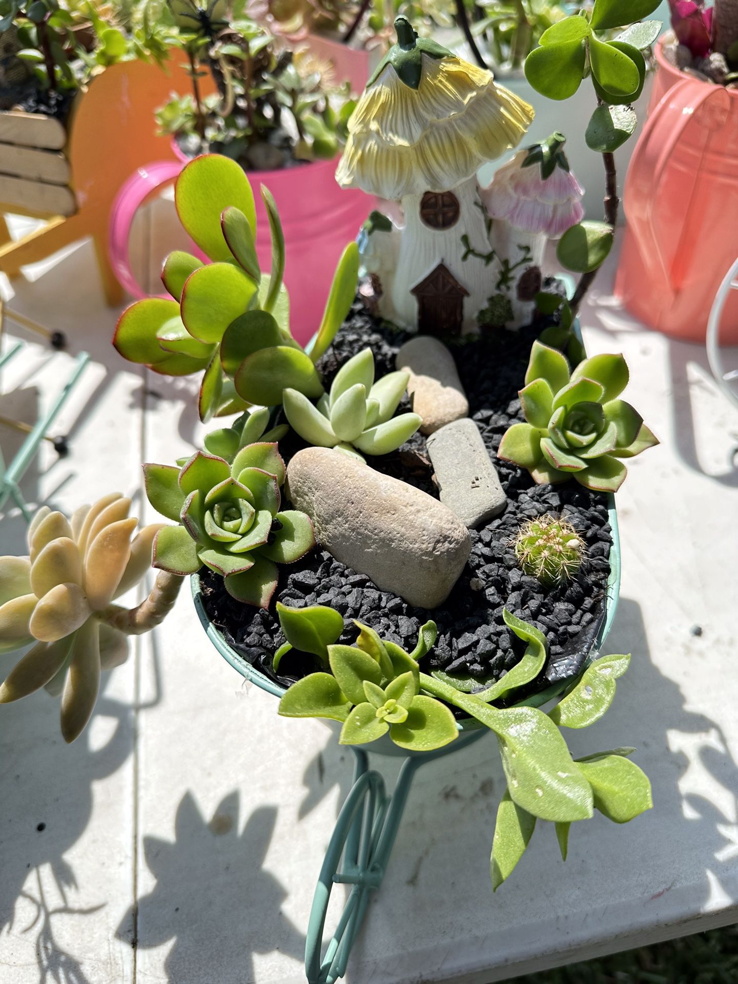 Succulent Arrangements