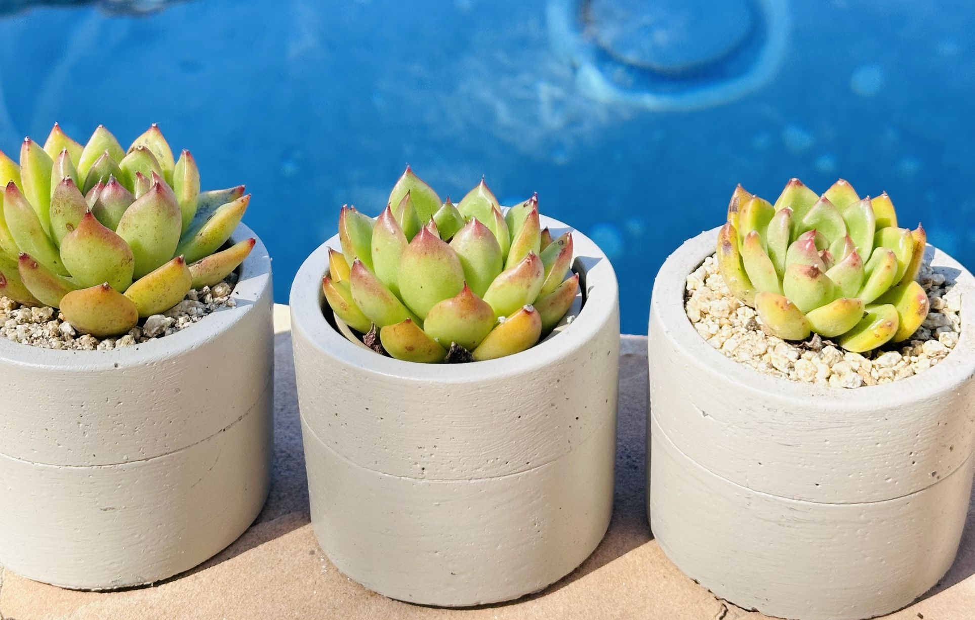 Beautiful Succulents With Grey Ceramic