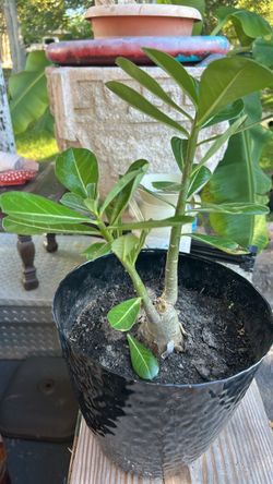 Fresh plant for sale