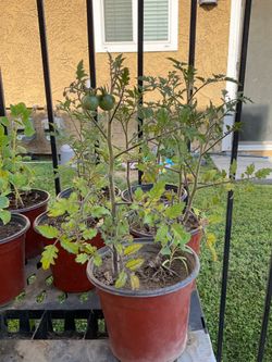 Cherry tomato plant $6