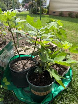 Fig tree
