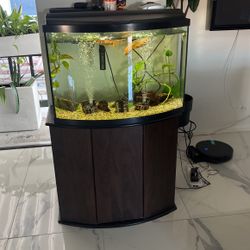 Golden Fish 