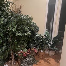 Home Furniture; Artificial Plants from Model Home Toll Bros