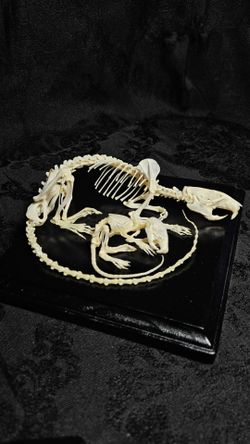Taxidermy art commissions (taking requests)