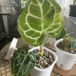 Anthurium Crystal. ’Silver’ x Forgetii x Mag