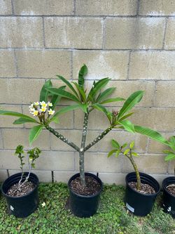 Plumeria
