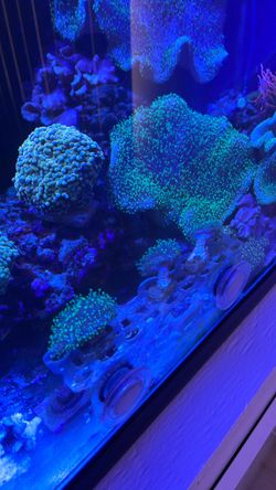 Aquarium Decor
