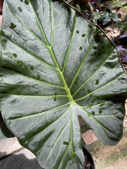 Alocasia Regal Shield - Elephant Ear 