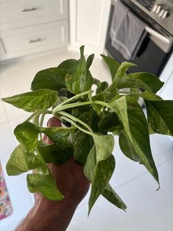 Marble Queen Pothos Live Plant