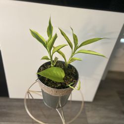 Housplant 2 Plants In The Pot