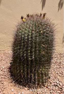 Barrel Cactus