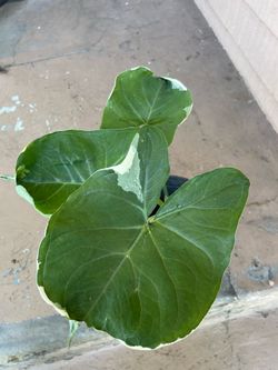 White green Elephant Ear Plant