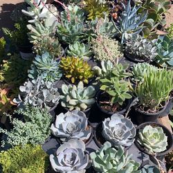 Succulent Variety 