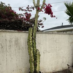 Euphorbia Plant